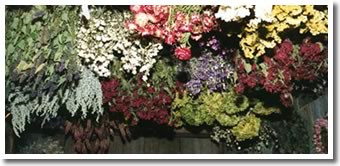 Dried Flowers