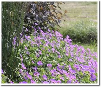 Drought Tolerant Perennials