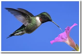 Hummingbirds in your Garden