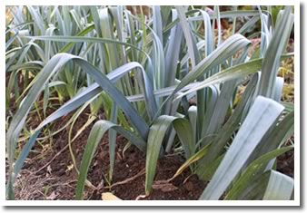 Leeks