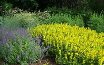 Perennial Garden
