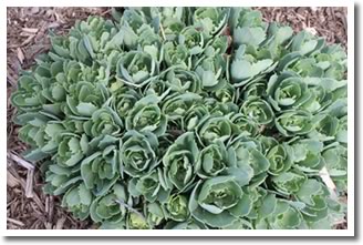 Dividing perennials in the Spring