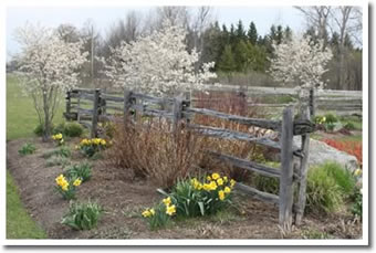 Spring clean up tips in the Garden