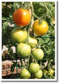 Tomatoe Tips