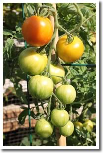 Tomatoes