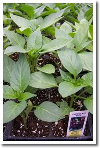 Chocolate Bell Peppers