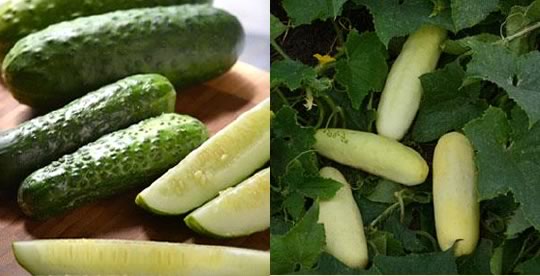 Hot peppers