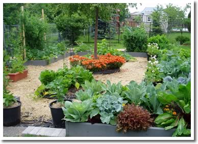 Award Winning Veggie Garden