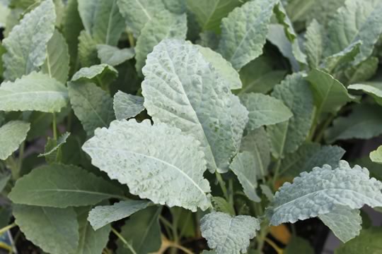 Dinosaur Kale