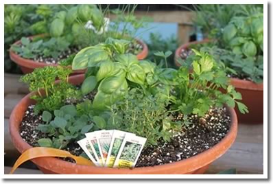 Herb Planter