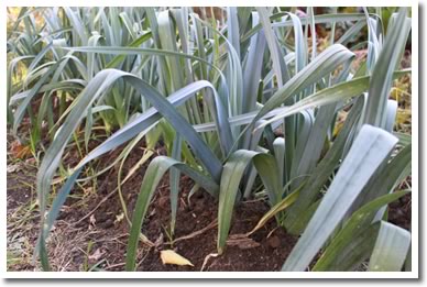 Leeks from our Garden