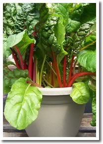 Swiss Chard Green Sauce for Pasta