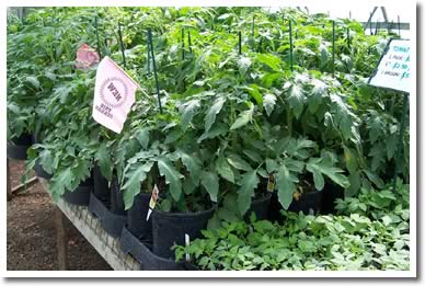 Vegetables & Herbs